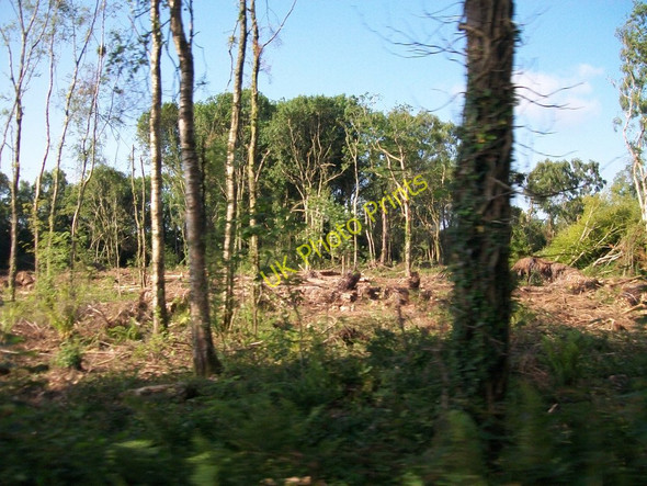 Photo 6"x4" Clear fell section of the woodland Boduan c2010