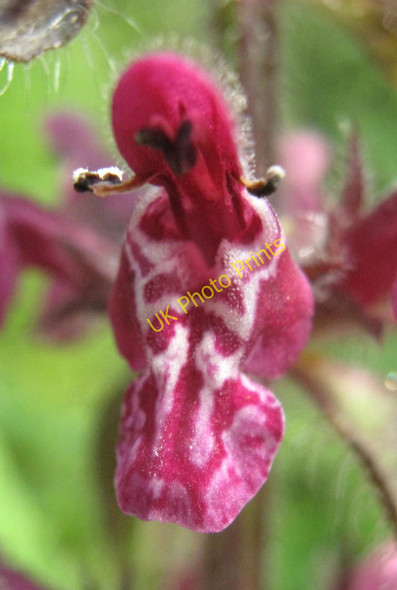 Photo 6"x4" Flower of the Hedge Woundwort Biddulph c2010