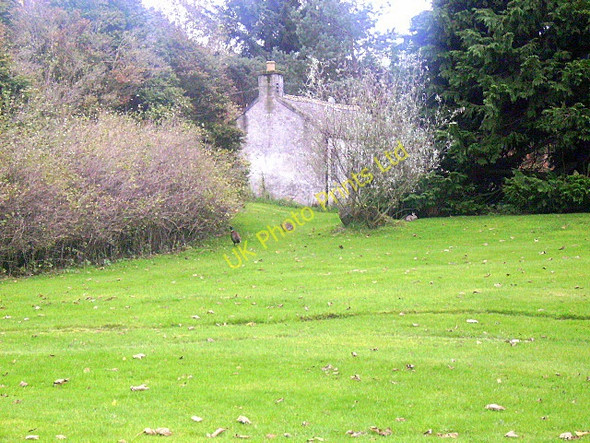 Photo 6"x4" Pheasant and Rabbits, Innes Estate Lochhill\/NJ2964 c2007