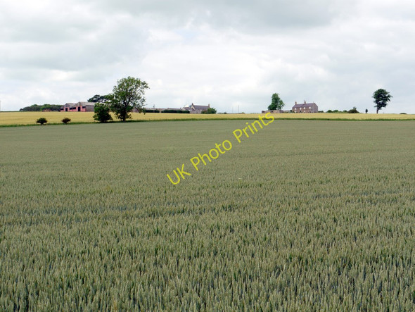 Photo 6"x4" Wheat field east of Branxton Hill Branxton\/NT8937 c2010