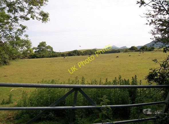 Photo 6"x4" Grazing sheep at Ceidio Edern c2010