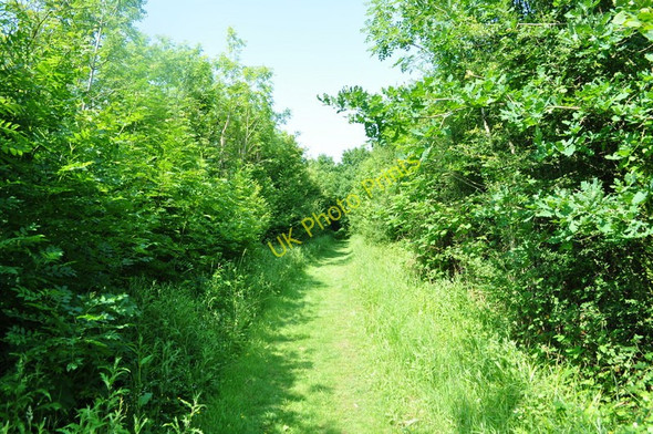 Photo 6"x4" Path Through Foxley Wood Themelthorpe c2010