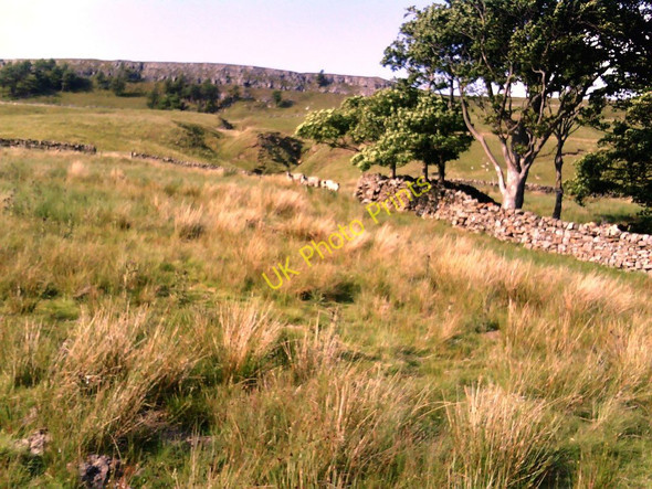 Photo 6"x4" Cotterdale Plantation Cotterdale c2010