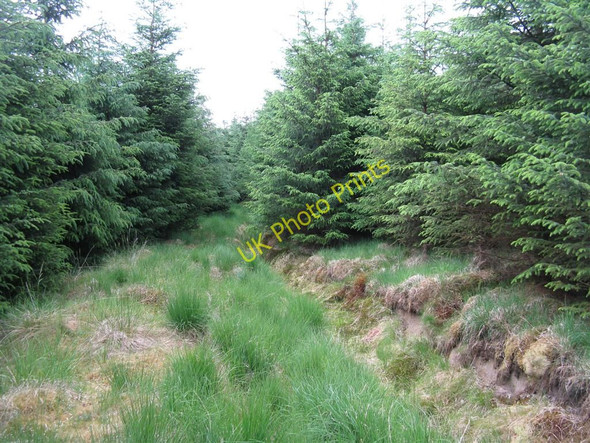 Photo 6"x4" Drainage channel in Craighaugh Forest Old Johnstone c2010