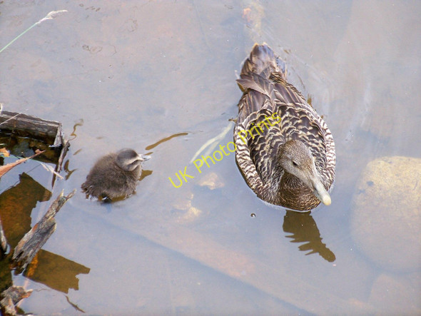 Photo 6"x4" Eider And Duckling (Somateria mollissima) Foreland Point\/NX0299 c2010