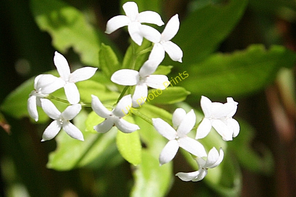 Photo 6"x4" Woodruff (Galium odoratum) Foyers\/NH4920 c2010