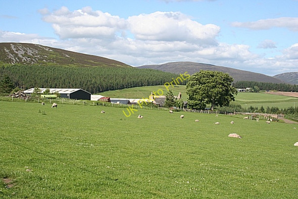 Photo 6"x4" Clashnoir Farm Clashnoir c2010