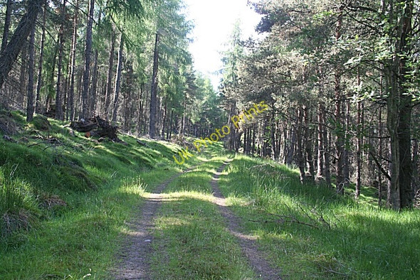 Photo 6"x4" Forest Track Clashnoir c2010