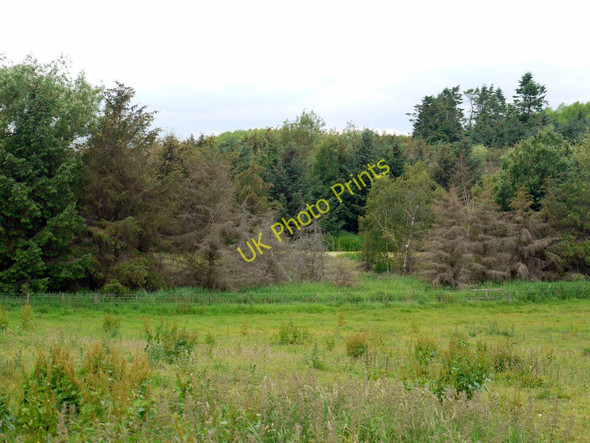 Photo 6"x4" Inch Plantation Crookham\/NT9138 c2010