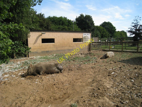 Photo 6"x4" Butch and Sundance, Rare Breeds Centre Townland Green c2010