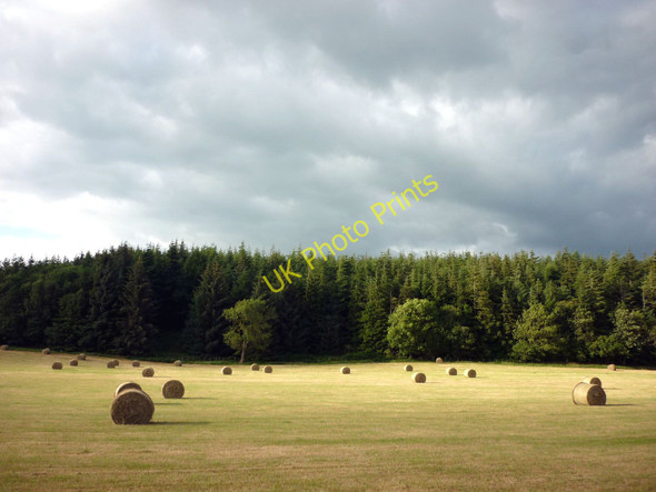 Photo 6"x4" Hay field, Lanercost Lanercost c2010