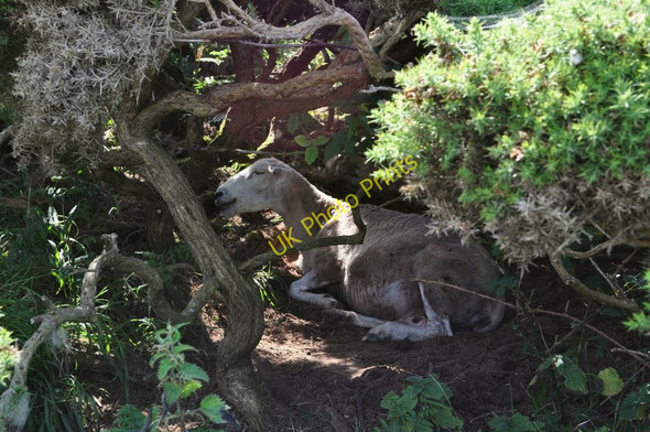 Photo 6"x4" A sheep shelters under the gorse on a hot day Mortehoe c2010