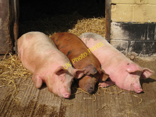 Photo 6"x4" Three Not-So-Little Pigs Townland Green c2010