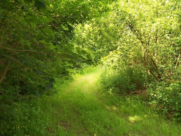 Photo 6"x4" Greenwood path in Coed Mynydd-Meilian Edern c2010