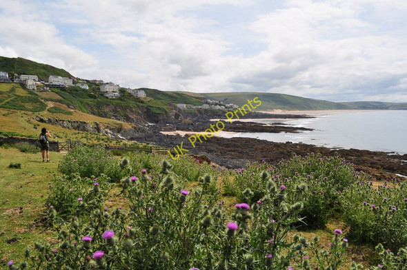 Photo 6"x4" Splendid thistles adorn this small section of the South West Coast Path Mortehoe c2010