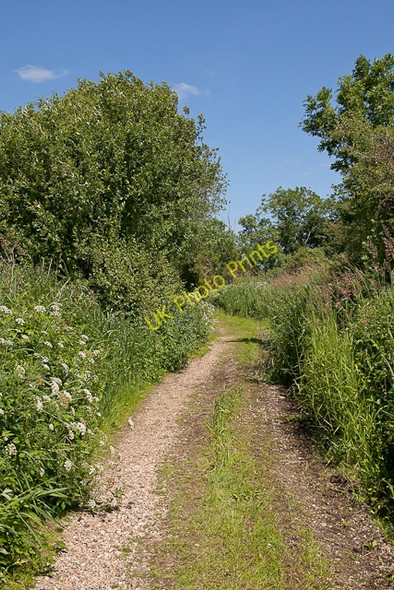 Photo 6"x4" Avon Valley Path Ringwood\/SU1505 c2010