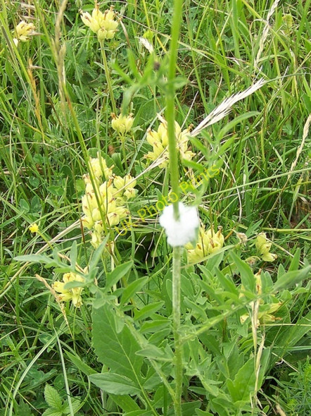 Photo 6"x4" Cuckoo spit, Martin Down National Nature Reserve Martin\/SU0619 c2010