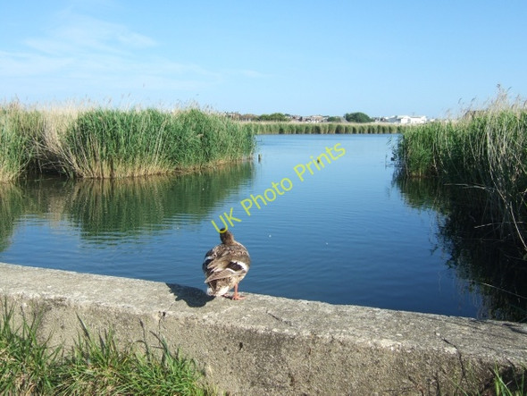 Photo 6"x4" Mallard in RSPB reserve, Weymouth Weymouth\/SY6779 c2010