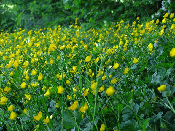 Photo 6"x4" Bridleway Buttercups High Cross\/ST2888 c2010