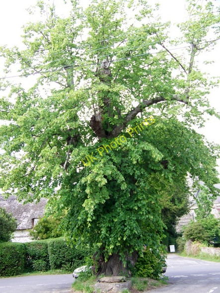 Photo 6"x4" Lime tree, Winterborne Stickland Winterborne Stickland c2010