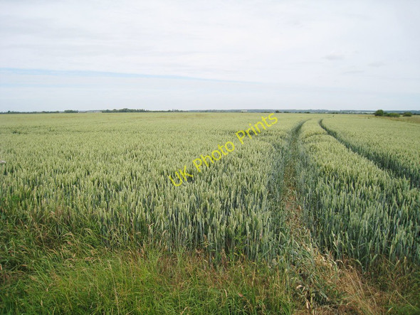 Photo 6"x4" Wheat Field off Newchurch Lane Snave c2010