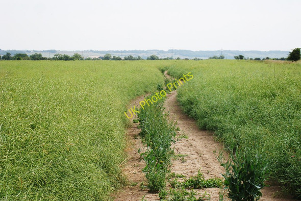 Photo 6"x4" Track through Pea Crop Snave c2010