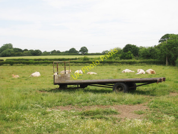 Photo 6"x4" Cows and Trailer Stone Cross\/TR0236 c2010
