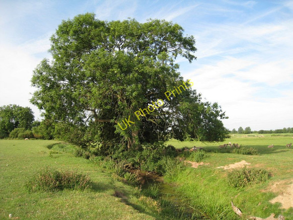 Photo 6"x4" Large Tree Brenzett c2010