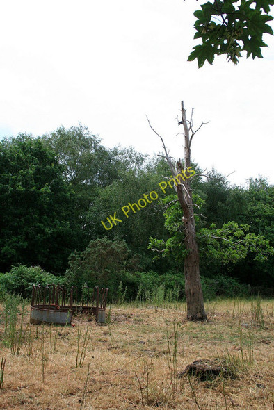 Photo 6"x4" Old tree an Cattle feeding station Bournemouth c2010