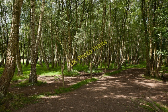 Photo 6"x4" Silver Birches on Baddesley Common Nutburn c2010