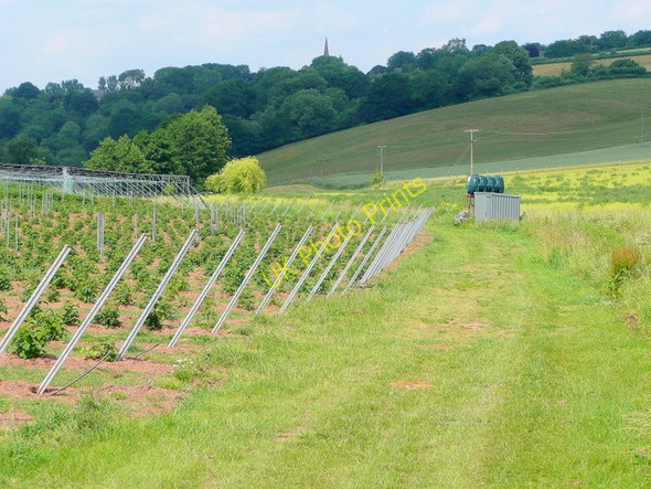 Photo 6"x4" Raspberry crop in the Rudhall valley 2 Bromsash c2010