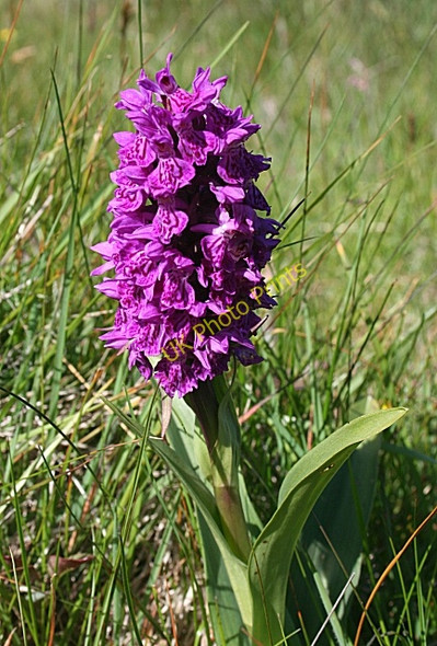 Photo 6"x4" Northern Marsh Orchid (Dactylorhiza purpurella) Collieston\/NK0328 c2010