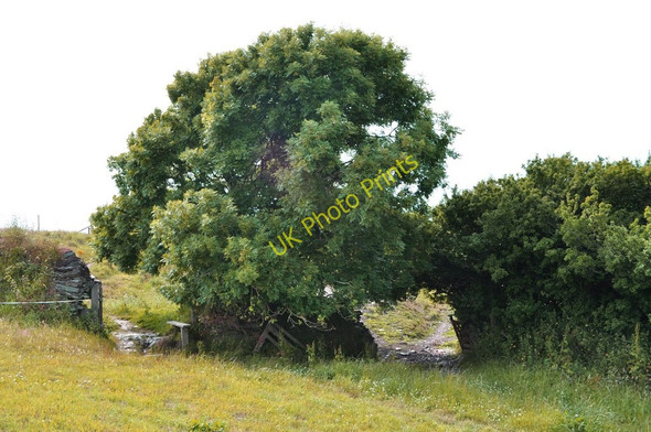 Photo 6"x4" The footpath to Yarde Farm is to the left of the tree Higher Warcombe c2010