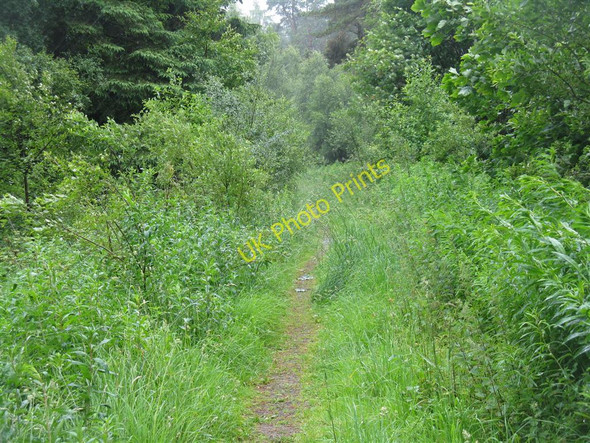 Photo 6"x4" Footpath through the woods Linlithgow c2010