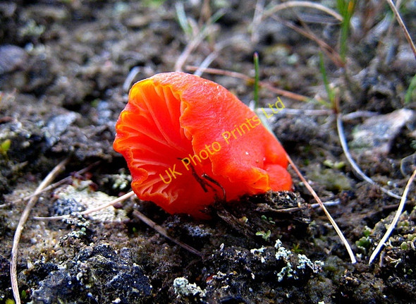 Photo 6"x4" Sand dune fungus Newburgh\/NJ9925 c2007