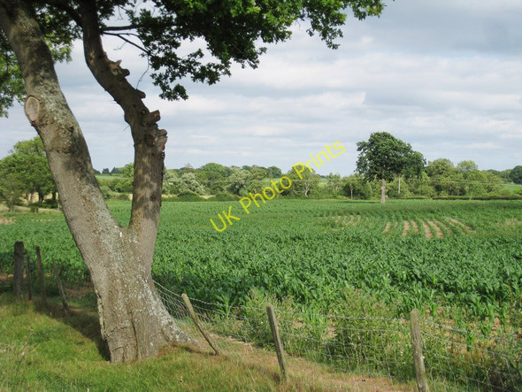Photo 6"x4" Crop Field Crowhurst\/TQ3947 c2010
