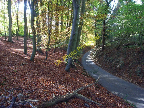 Photo 6"x4" Lane above Mill End Mill End\/SU7885 c2007