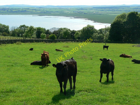 Photo 6"x4" Cattle on Larg Hill Creetown c2010