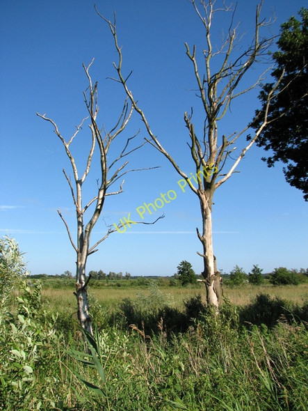 Photo 6"x4" Dead trees in reed beds north of the River Waveney Burgh St Peter c2010