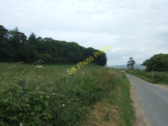 Photo 6"x4" Clay Lane passing the Knoll plantation Puncknowle c2010