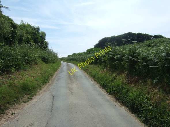 Photo 6"x4" Clay Lane and the Knoll plantation Puncknowle c2010