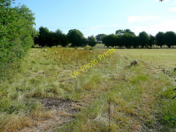 Photo 6"x4" Sheep pasture near Moat Farm Staunton\/SO7829 c2010