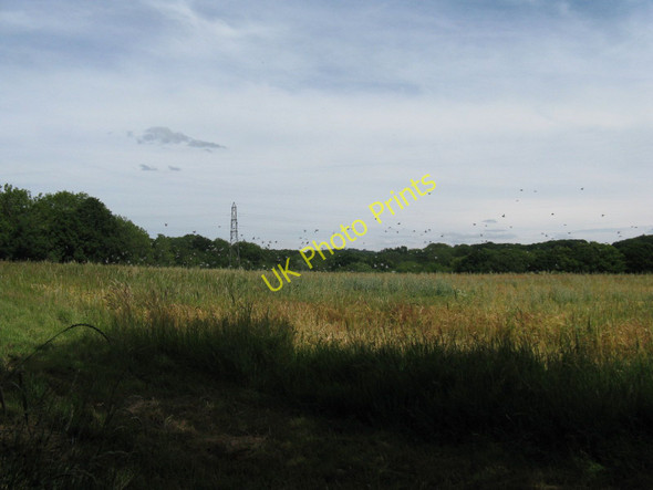 Photo 6"x4" Large flock of Pigeons take flight near Byway Burnt Oak\/TQ5127 c2010