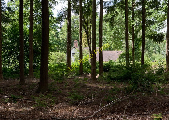 Photo 6"x4" Conifers in Ampfield Wood Crampmoor c2010