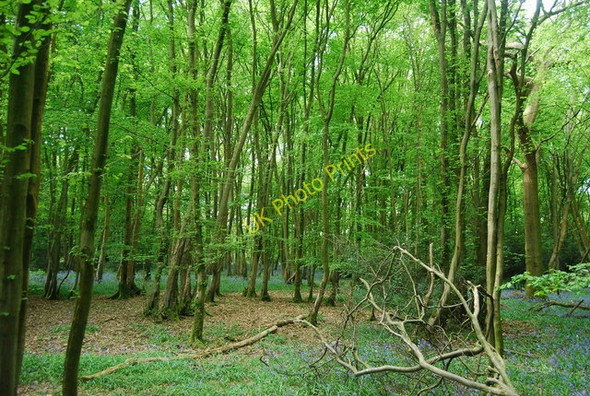 Photo 6"x4" Bluebells in Warr's Wood North Chailey c2010