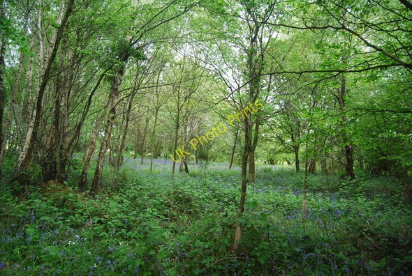 Photo 6"x4" Bluebells in the woods Furner's Green c2010