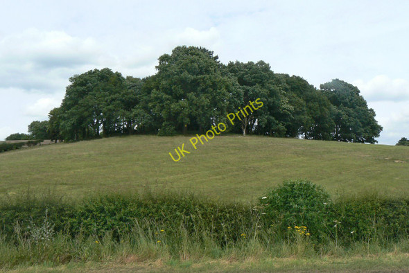 Photo 6"x4" Clump of trees Redhill\/SK5746 c2010