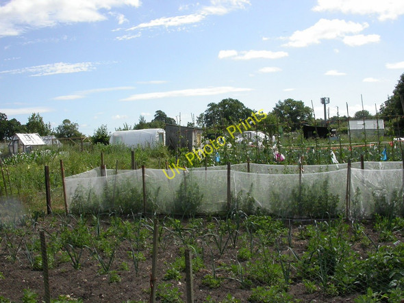 Photo 6"x4" Dunchurch, allotments Dunchurch c2010