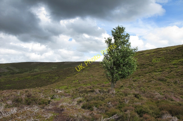 Photo 6"x4" Lone tree above Tail Clough Sykes\/SD6351 c2010
