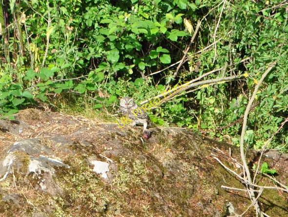 Photo 6"x4" Little Owl Watton\/TF9100 c2010